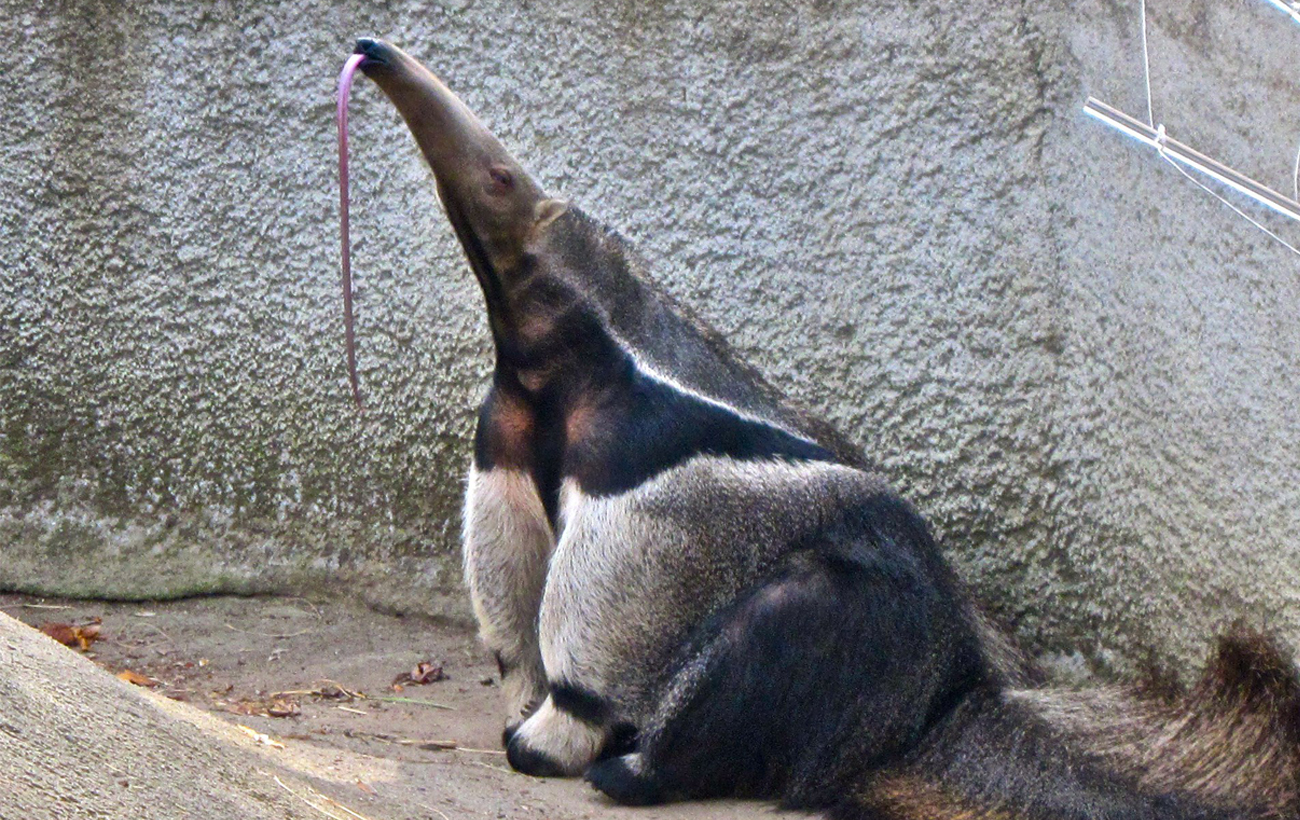 Как из другого мира: 9 необычных фактов о муравьедах